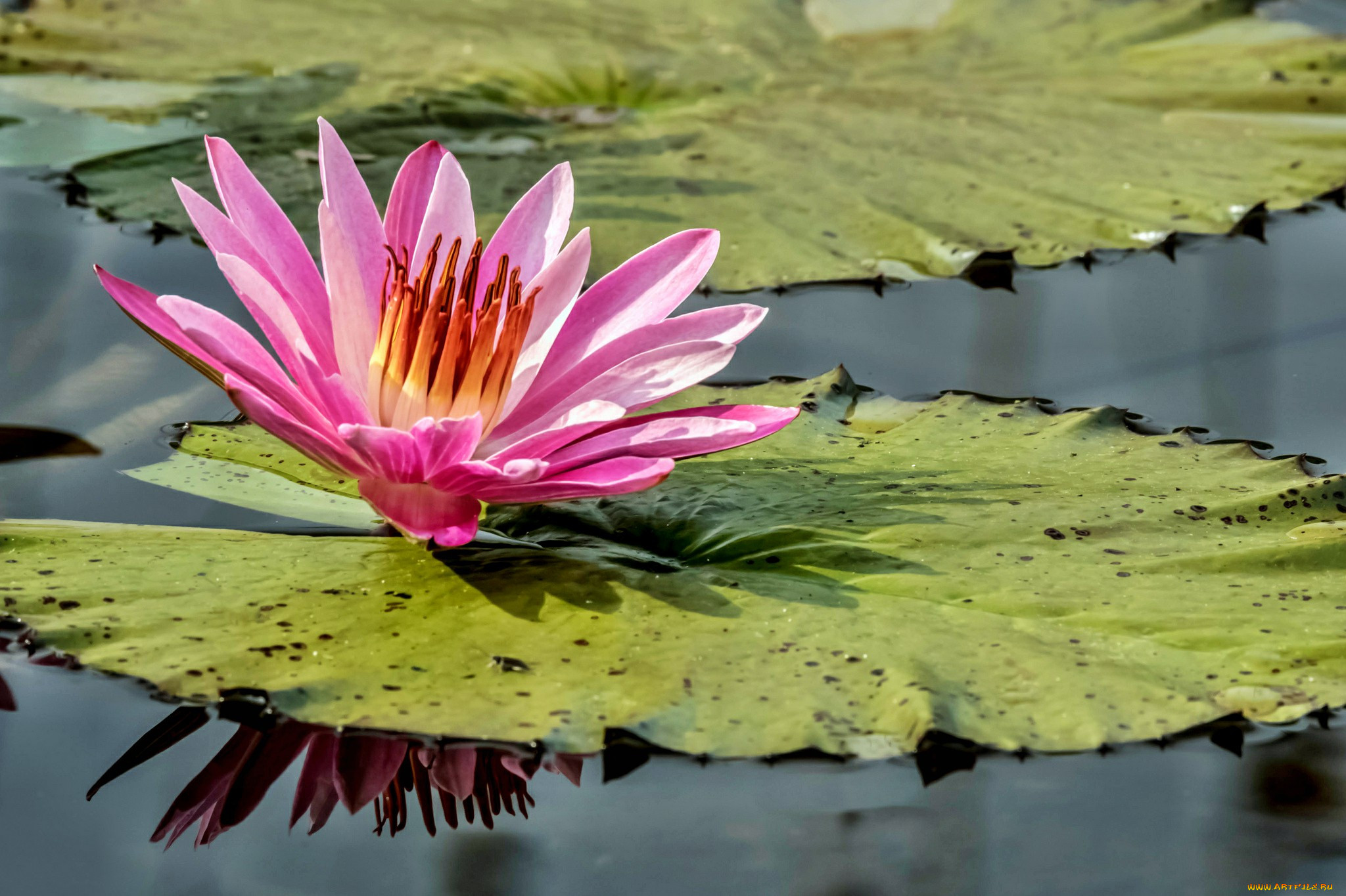 water lily, ,  ,  ,  , , 